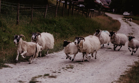 5 raisons d'acheter de la laine